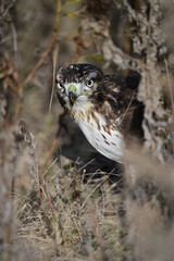 A Juvenile Red-tailed Hawk in tall grass hunting for mice 