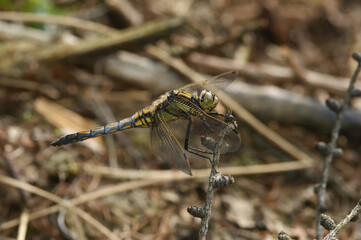 Detailed closeup on a  black-tailed skimmer dragonfly, Orthetrum cancellatum preched in vegetation
