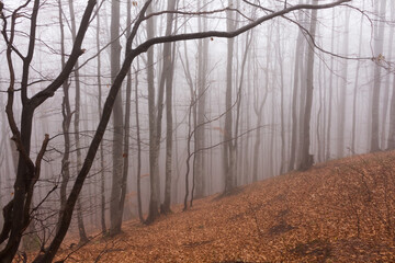 fog in the autumn forest