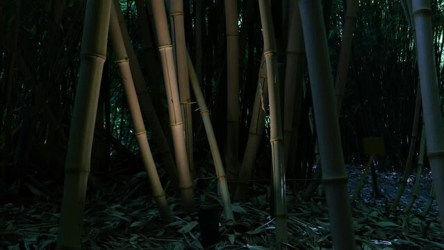 bamboos in a bamboo forest