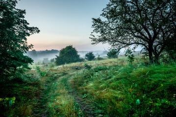 Forest with fog in the morning . Summer morning . Blue hour . Trees and fog . Blue colors .Fog over the forest . Beautiful landscape 