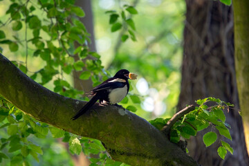 Fototapeta premium Magpie (Pica pica)