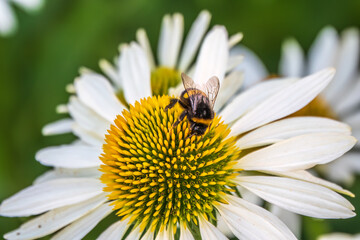 A closeup shot of a bee collecting pollen on a white echinacea flower