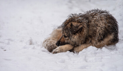 A sad homeless dog lies under a snowfall. Selective focus.