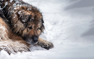 A sad homeless dog lies under a snowfall. Selective focus.