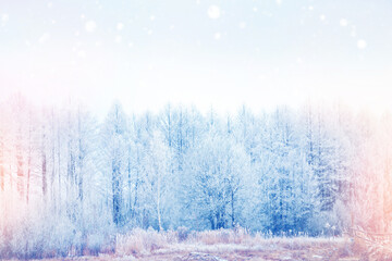 Christmas natural background. Landscape. Frozen winter forest with snow covered trees.