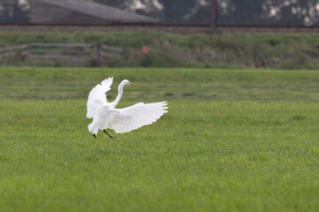 Dutch farm landscape with green meadow in the Zaanse Rietveld nature reserve in Alphen aan den Rijn with landing Great Egret, Ardea alba, with wings sticking out