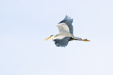 Close up of a Great Blue Heron, Ardea cinerea, flying from right down to left up, with wing down against a background of clear white sky