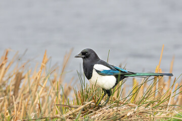Close up of colorful Magpie, Pica pica, with bright blue wing feathers and green luminous tail feathers standing on the shore of a lake between cut rushes and reeds