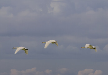 Three flying mute swans, Cygnus olor, against a background of gray clouds and illuminated by sunbeams shining from behind and between the clouds