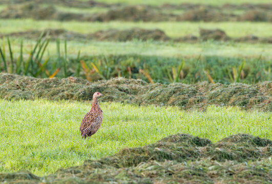 Solitary adult female Pheasant, Phasianus colchicus, walking attentively and looking with stretched neck in Dutch green meadow landscape during hay period between windrows with mown grass