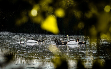 Fototapeta premium swans on the lake