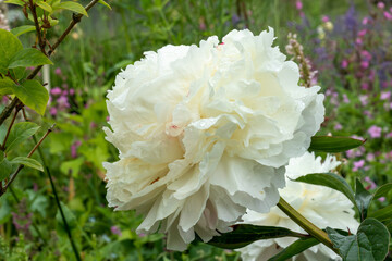 single white peony