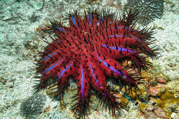 Naklejka na ściany i meble Crown of Thorns Starfish (Purple Variant) in the Strait of Hormuz, Musandam, Oman