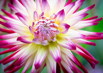 White and Purple Cactus dahlia Flower in bloom