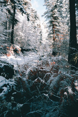 Photo from inside the frozen fern in the woods.