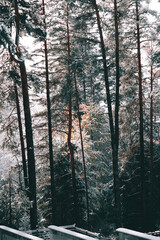 Obraz premium Exploring in the snowy pine forest.