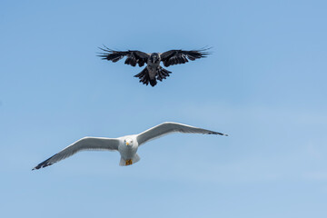 The show of seagulls flying over the sea
