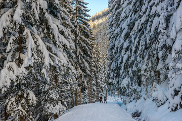 Ski slope in white snow in a forest of green pines and firs