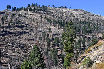 Recovery in 2023. The Washington Fire near Markleeville, California was ignited by lightning late June 2015 and burned a total of ~19,000 acres