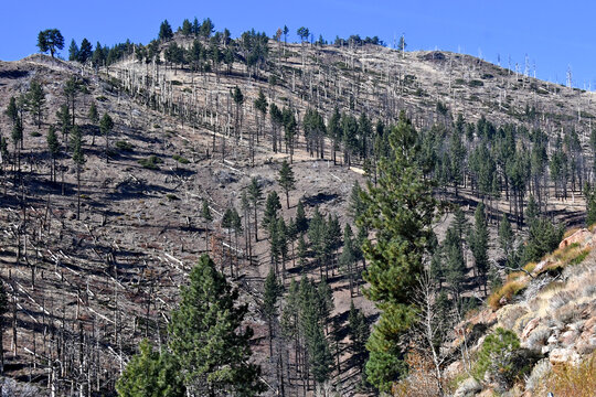  The Washington Fire near Markleeville, California was ignited by lightning late June 2015 and burned a total of ~19,000 acres. Some burned trees may qualify for a &ldquo;Salvage Timber Sale&ldquo;