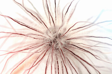 dandelion seeds close-up on a natural background