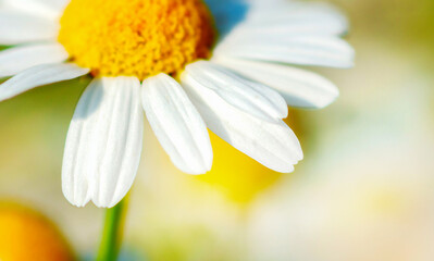One chamomile in the sun,