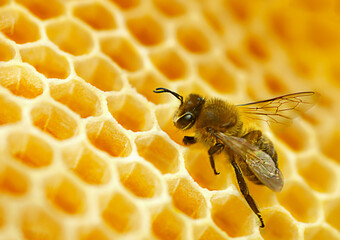 Bee sits on the honeycomb