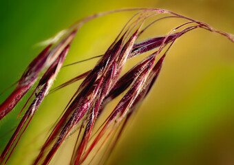 spike of grass close-up