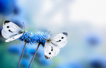 blue round  wild flowers