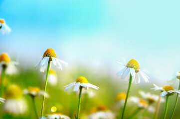 chamomile in the sun, floral background