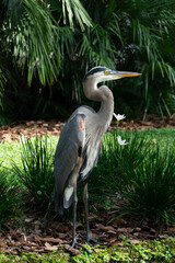 great blue heron