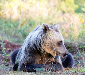 A photo of brown bear during summer