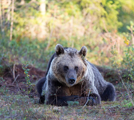 A photo of brown bear during summer