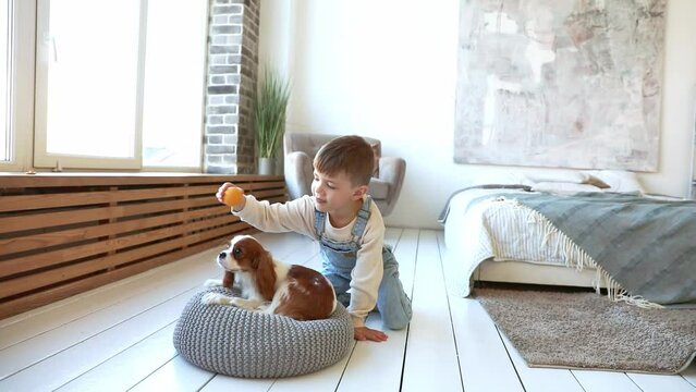 Cavalier King Charles Spaniel little poppy plays with a child