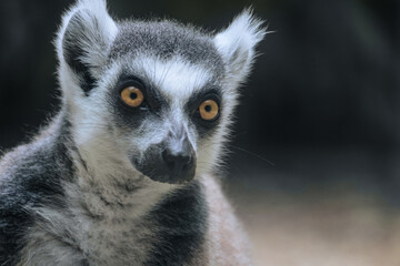 Naklejka na ściany i meble Face of lemur catta. Ring-tailed lemur.
