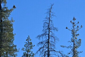 Dead and drought stricken trees Sierra Nevada Mountains , California 