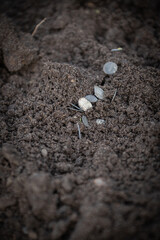 Small silver coins of the early 18th century of the Russian Empire