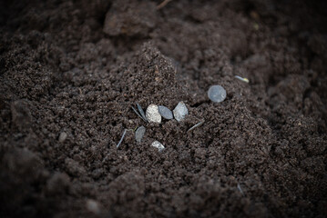 Small silver coins of the early 18th century of the Russian Empire