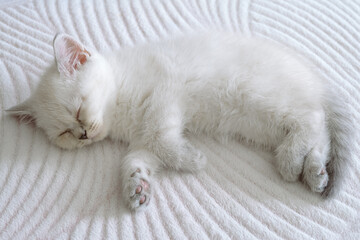 Scottish straight cat. Little white kitten sleeps on its side.