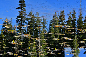 Confusing forest reflection and lily pads
