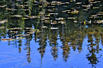Reflection of conifer forest in alpine lake with water lilies 