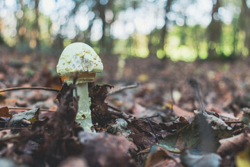 High angle view of a growing Amanita citrina mushroom (a.k.a. the false death cap or citron amanita). Poisonous mushroom. Copy space - Powered by Adobe