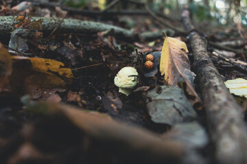High angle view of a growing Amanita citrina mushroom (a.k.a. the false death cap or citron amanita). Poisonous mushroom. Copy space