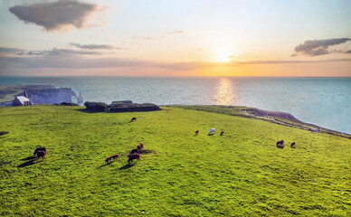 Idyllic drone view on cows are grazing on beautiful green meadow next to Normandian coast in sunset