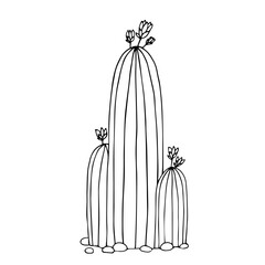 Sketch, doodle of a blooming cactus, succulent. Vector graphics.