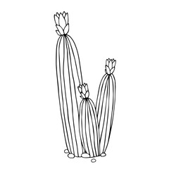 Sketch, doodle of a blooming cactus, succulent. Vector graphics.