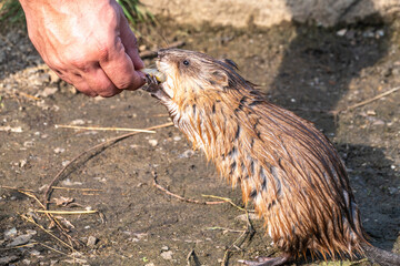 Muskrat, Ondatra zibethicuseats, eats bread from human hand.