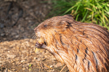 Wild animal Muskrat, Ondatra zibethicuseats, eats on the river bank