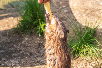Muskrat, Ondatra zibethicuseats, eats bread from human hand.
